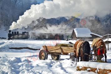 Mocanita de Anul Nou in Maramures  2025