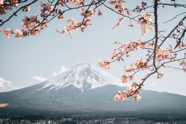 Trăiește magia florilor de cireș în Japonia