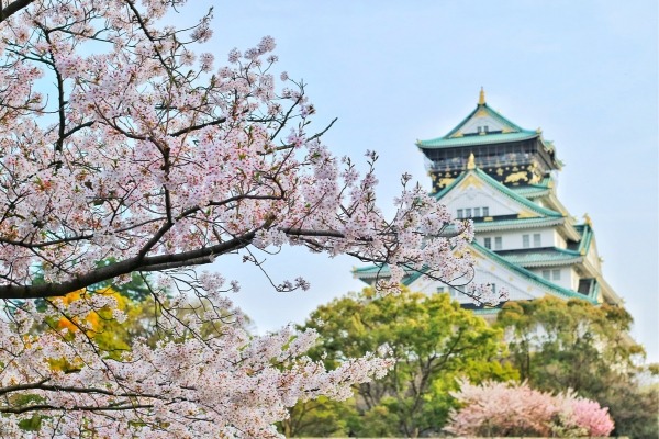 Trăiește magia florilor de cireș în Japonia