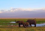 Circuit Africa de Sud și Safari în Parcul Kruger
