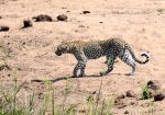 Circuit Africa de Sud și Safari în Parcul Kruger