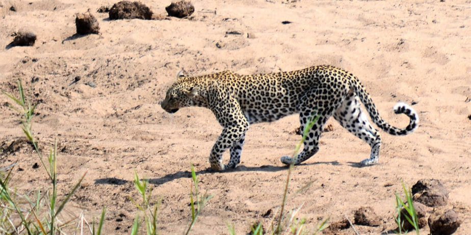 Circuit Africa de Sud și Safari în Parcul Kruger