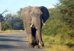 Circuit Africa de Sud și Safari în Parcul Kruger