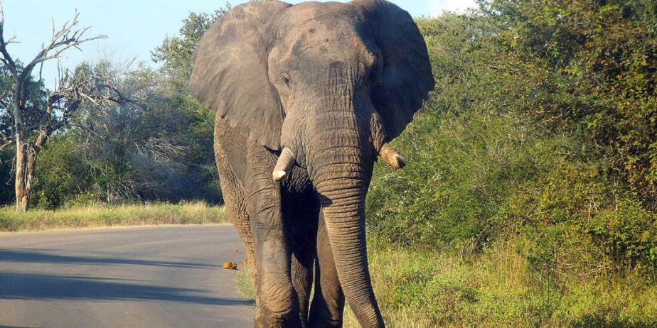 Circuit Africa de Sud și Safari în Parcul Kruger