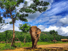Circuit Thailanda de Nord – Regatul Lanna