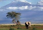 Tanzania-Paradisul animalelor sălbatice