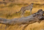 Tanzania-Paradisul animalelor sălbatice