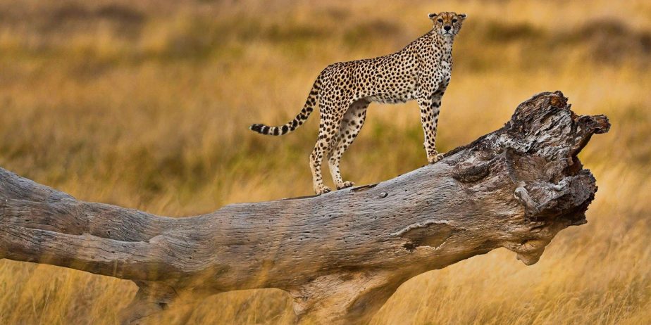 Tanzania-Paradisul animalelor sălbatice