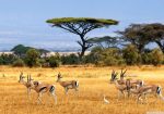 Tanzania-Paradisul animalelor sălbatice