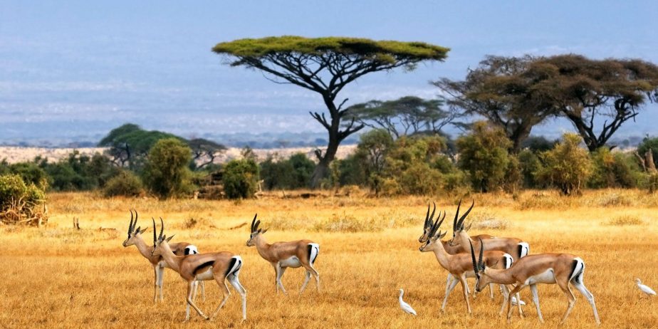 Tanzania-Paradisul animalelor sălbatice