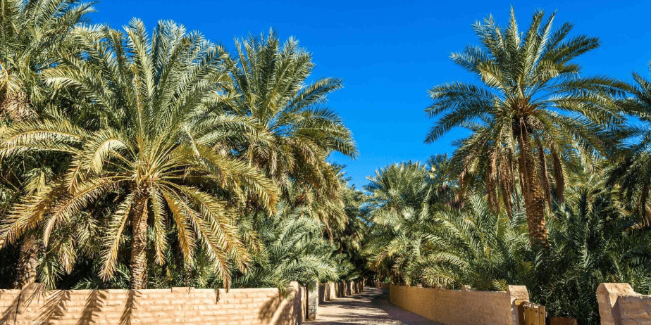 Circuit Emiratele Arabe Unite: Dubai si Ras Al Khaimeh